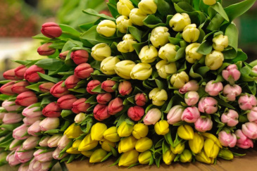 Ни цветов, ни денег - предпринимательница из Советского лишилась 60000 тысяч рублей, заказывая тюльпаны через Интернет у непроверенного продавца