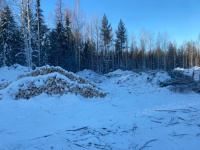 Ущерб свыше полумиллиона рублей причинен государственному лесному фонду в результате незаконной рубки деревьев ценных пород в Советском районе