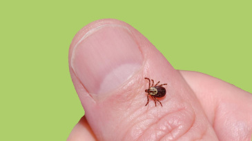 ������� �����