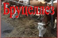 ������� ��������� � ��������!